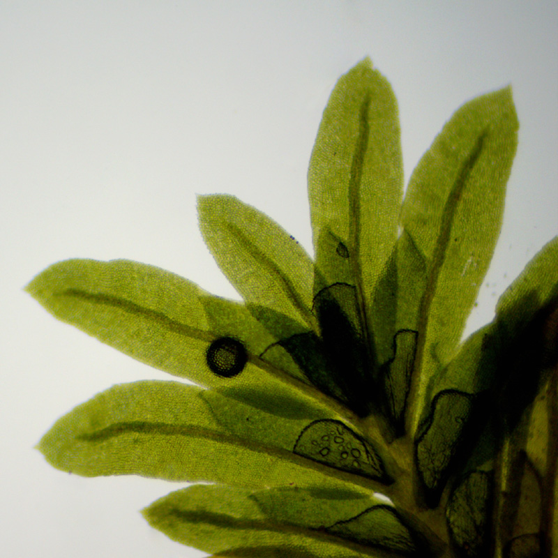 Fissidens subbasilaris